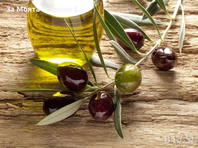 Маслина 3 сорта, снимка 2 - Градински цветя и растения - 53623214