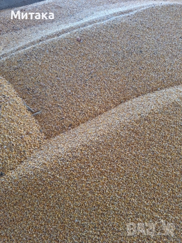 ЦАРЕВИЦА ЗА ФУРАЖ 