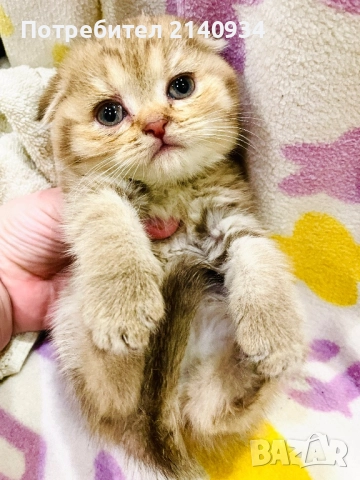 Шотландско клепоухо, златна чинчила, момиче. Къмокосместо, снимка 3 - Чинчили - 52997395