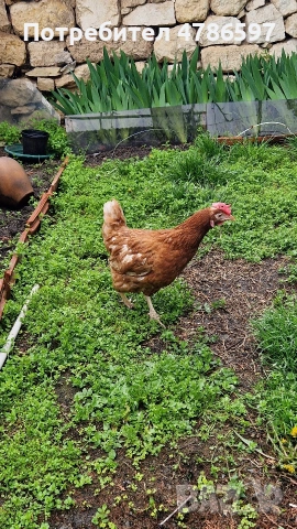 Продавам високопродуктивни кокошки носачки – Доставка до адрес 