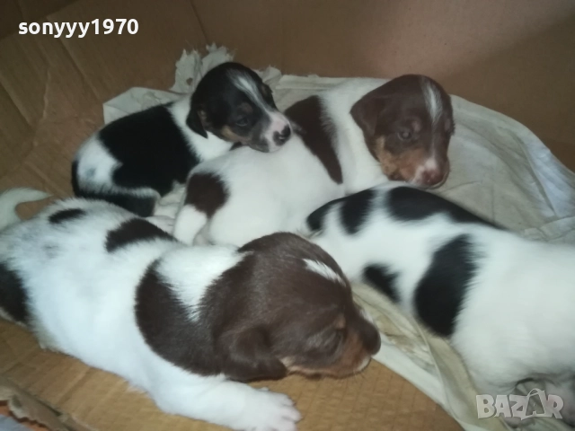 ДЖАК РЪСЕЛ 0509251724, снимка 7 - Джак ръсел териер - 51618265