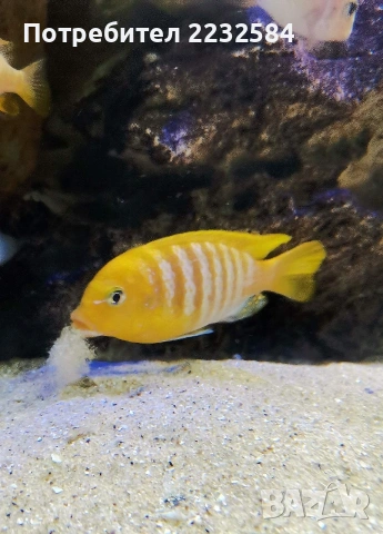 Рибки Африкански цихлиди , снимка 3 - Рибки - 53236215