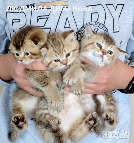 Шотландско мъжко. Златна чинчила. , снимка 3 - Британска късокосместа - 53642838