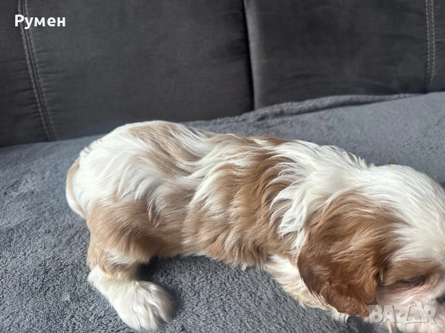 Продавам малки каварчета, снимка 11 - Кавалер кинг чарлз шпаньол - 53594873