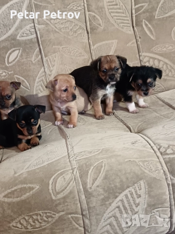 Мини пинчер чихуахуа, снимка 9 - Чихуахуа - 52816462