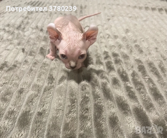 Котенца Канадски Сфинкс и Елф, снимка 3 - Сфинксове - 52495818