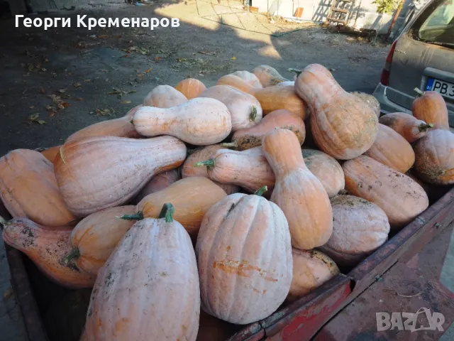 Продавам тикви цигулки, снимка 2 - Домашни продукти - 48066556