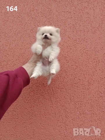 Миниатюрно мини момче. Померанче. Реални снимки от 13.02.26 г. , снимка 2 - Померан - 53416990