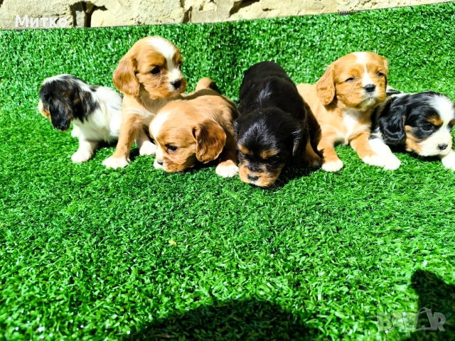 Кавалер Кинг Чарлз шпаньол 