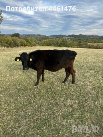 Свободни крави обл Хасково, снимка 4 - Други животни - 52334543