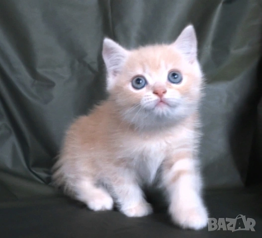 Британско късокосместо златисто котенце, снимка 8 - Британска късокосместа - 43400066