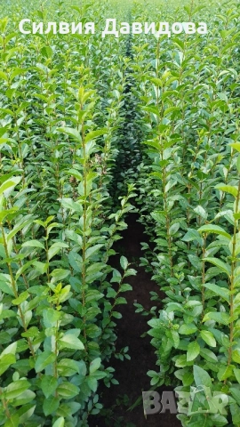 0.70лв. Лигуструм на корен, снимка 7 - Разсади - 52116194