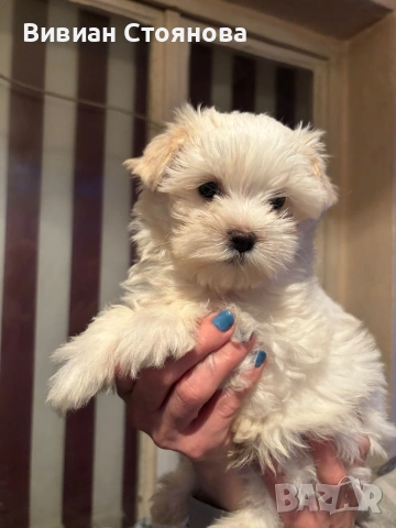 Йорки голд дъст