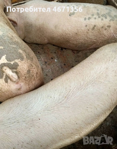 Продавам угоени прасета , снимка 3 - Прасета - 52758457
