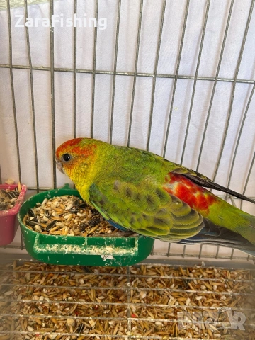 Розели 2025г , снимка 2 - Папагали - 54239373