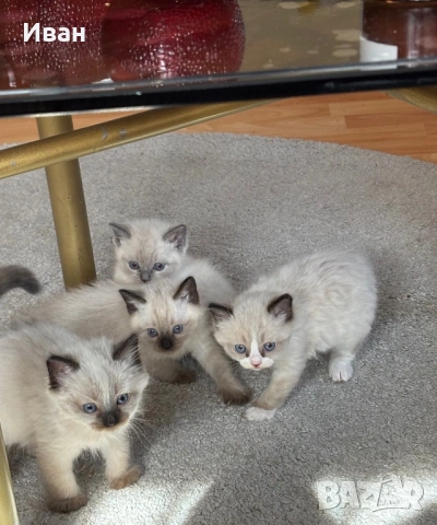 породисти котенца, снимка 6 - Чинчили - 53830830