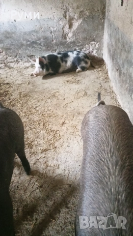 Продавам прасета , снимка 6 - Прасета - 52583102