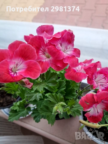 Кралски мушката, снимка 10 - Стайни растения - 54292443