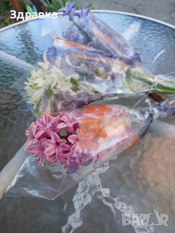 Букет зюмбюл за осми март, снимка 2 - Градински цветя и растения - 53747099