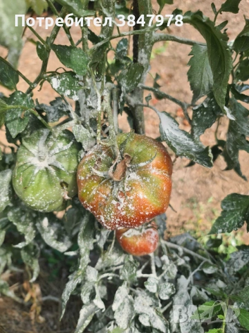 Разсад домат "Биволско сърце", снимка 7 - Градински цветя и растения - 53735749