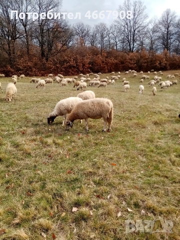 Продавам овце , снимка 2 - Овце - 52642930