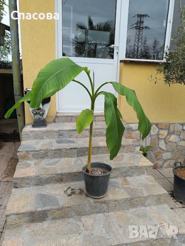 Студоустойчив банан /Бананова палма/ - различни размери, снимка 2 - Градински цветя и растения - 39390280