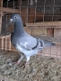 Продавам спортни гълъби , снимка 13