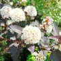 Физокарпус Диабло, Physocarpus Opulifolius Diablo, снимка 1