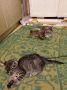 три  котенца от Варна търсят дом, снимка 15