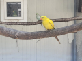 Жълти планински папагали, снимка 1