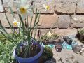 Нарциси смес, снимка 1 - Градински цветя и растения - 44479330