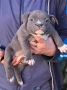 Американско Були Покет/American Bully Pocket , снимка 15
