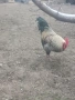 Домашни петли , снимка 5