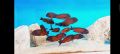 Рибки Африкански цихлиди , снимка 1 - Рибки - 45675654
