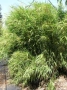 Продавам растения студоустойчив бамбук, снимка 7