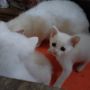 Бели котета търсят любящи стопани, снимка 2