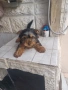 Мъжки йоркширски териер, снимка 2