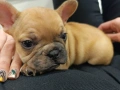 Френски булдог момиче, снимка 1