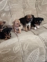 Мини пинчер чихуахуа, снимка 9