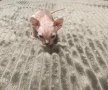 Котенца Канадски Сфинкс и Елф, снимка 3