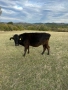 Свободни крави обл Хасково, снимка 4