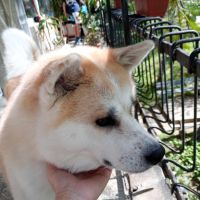 Кученца парода Акита  , снимка 4 - Акита - 45436763