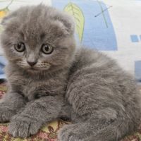 Клепоухи котенца, снимка 7 - Британска късокосместа - 45620343