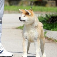 Akita inu puppies!, снимка 2 - Акита - 44885068