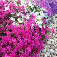 Флокс, почвопокривен, многогодишен, студоустойчив!!, снимка 4 - Градински цветя и растения - 44810591