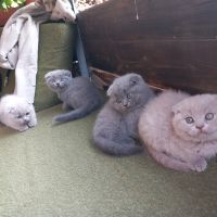 Шотландски клепоухи котета - бебета на 2 месеца, снимка 14 - Британска късокосместа - 34775322