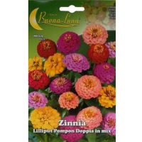 Разсад - Циния лилипут, снимка 1 - Градински цветя и растения - 45265705