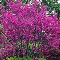 Див рожков  (Дърво на Юда), снимка 6 - Градински цветя и растения - 45127728