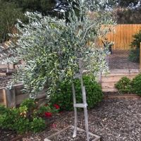 МАСЛИНА ДРЪВЧЕ /OLEA EUROPAEA TREE/, снимка 1 - Градински цветя и растения - 45312708