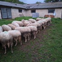 Продавам ялови овце, снимка 5 - Овце - 45697852